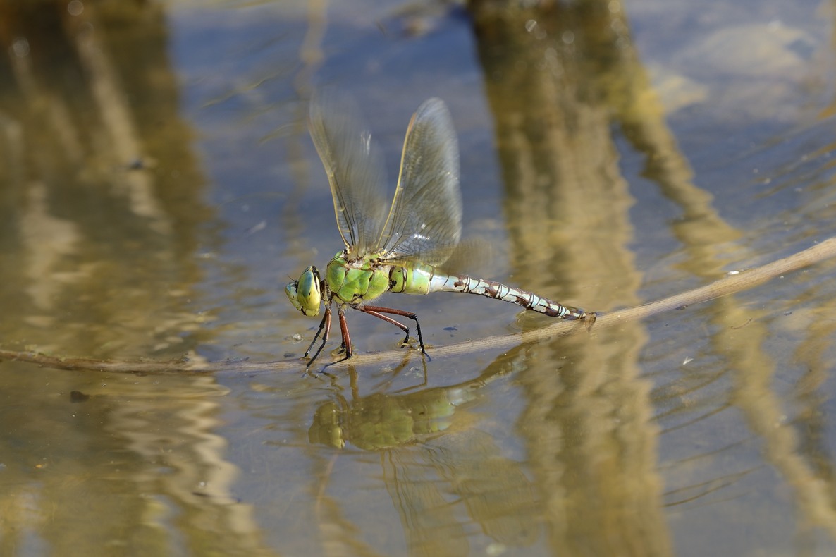 Anax imperator femmina in deposizione